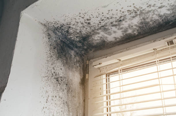Affordable Mold Remediation solutions in Milton, MA
