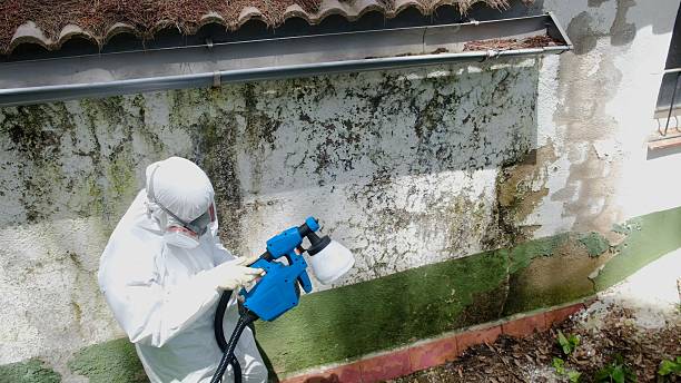 Trusted Attic Mold Removal service in Milton, MA - Cheap Mold Removal